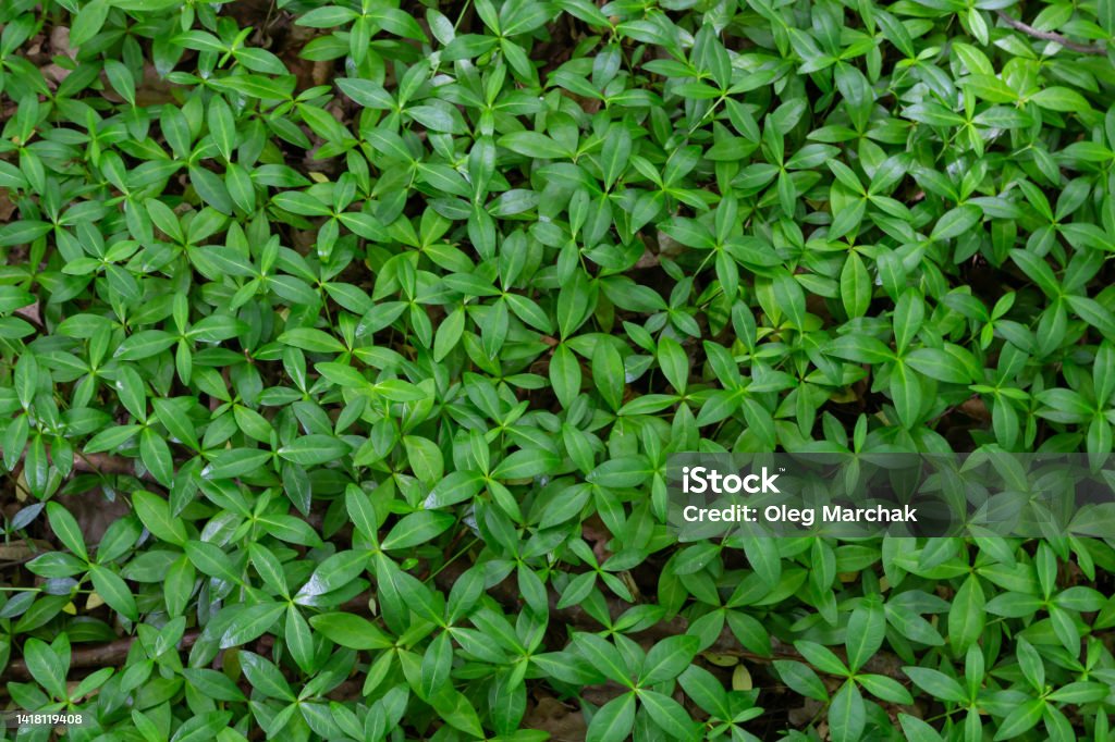 Green leaves background of small tiny myrtle leaves, Vinca minor is a species of flowering plant in the dogbane family, Abstract nature pattern background Green leaves background of small tiny myrtle leaves, Vinca minor is a species of flowering plant in the dogbane family, Abstract nature pattern background. Abstract Stock Photo