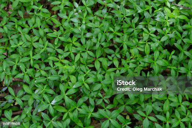 Green Leaves Background Of Small Tiny Myrtle Leaves Vinca Minor Is A Species Of Flowering Plant In The Dogbane Family Abstract Nature Pattern Background Stock Photo - Download Image Now