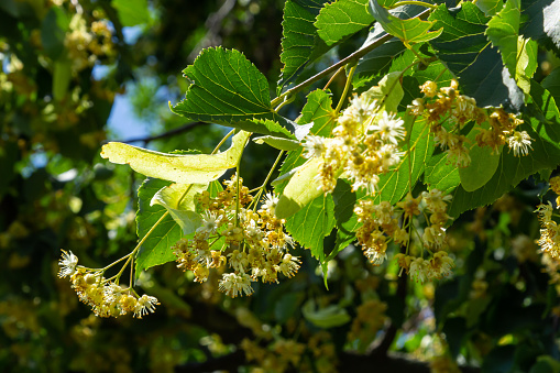 Linden flowers on a tree. Close-up of linden blossom. Blooming linden tree in the summer forest.