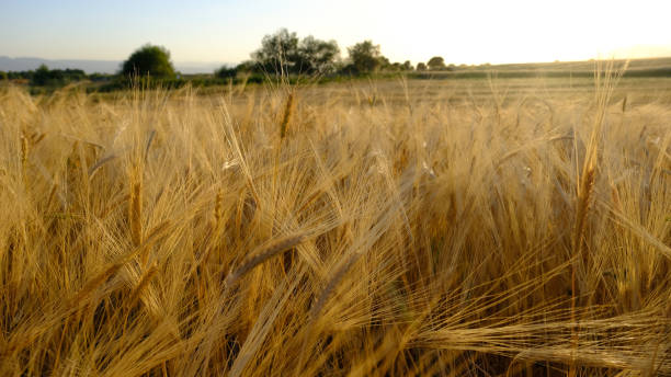istock Ears of Wheat in foreground with barley field 1418121444