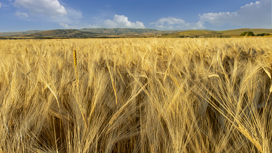 Ears of Wheat in foreground with barley field