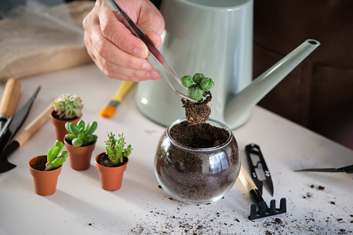 Man's hands using tweezers to repot a mini Lophophora, spineless, button-like cacti. Home gardening.