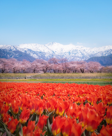 Tulip flower field with view of cherry trees and snow mountains.