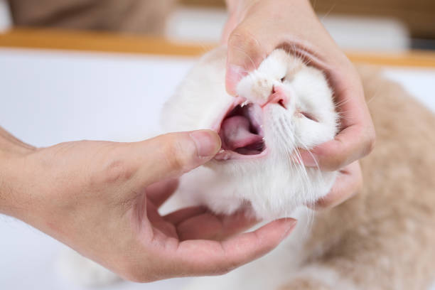 istock Asian veterinarian opening kitten's mouth 1418125948