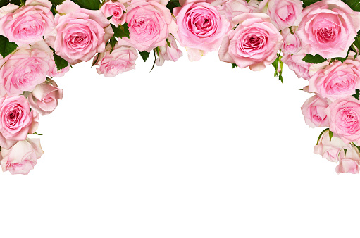Pink rose flowers in a top border arrangement isolated on white background