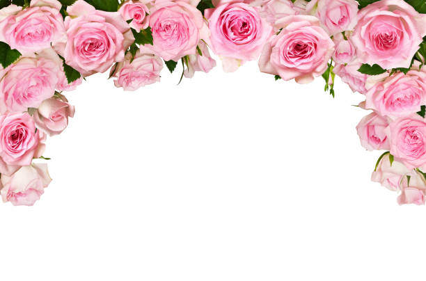pink rose flowers in a top border arrangement isolated on white - rose colored imagens e fotografias de stock