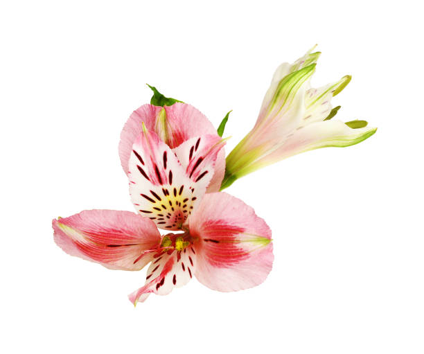 istock Coral alstroemeria flower and bud isolated on white 1418125964