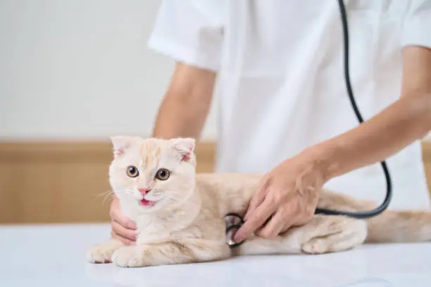 고양이 이미지 2