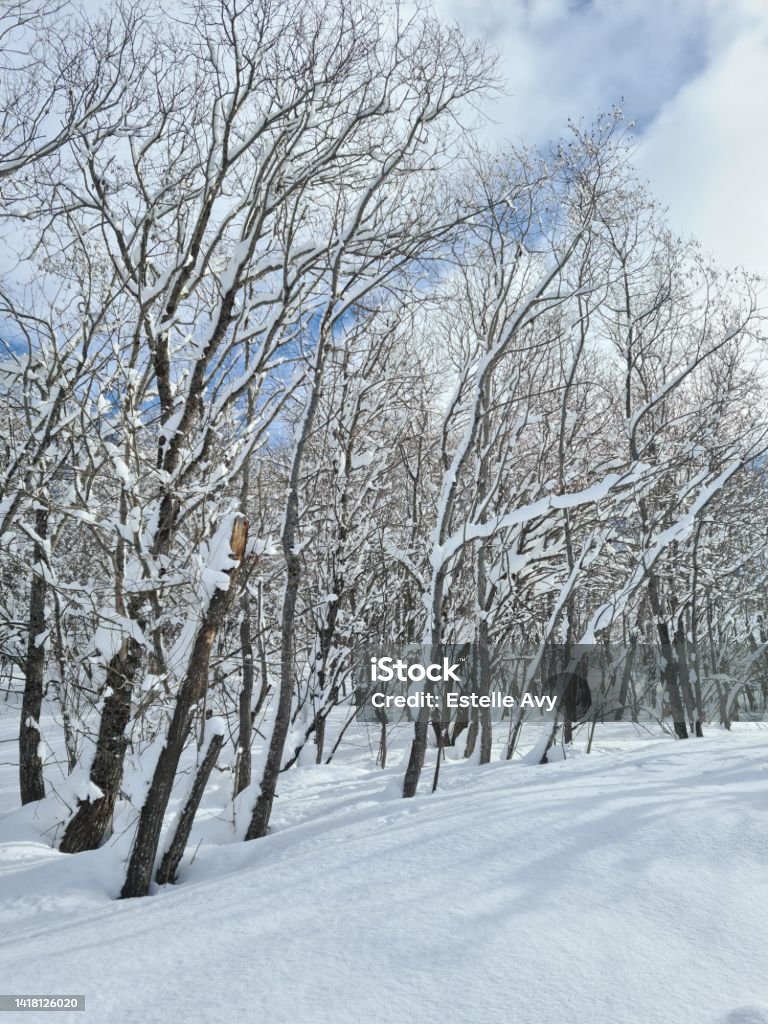Snow trees Forest under snow Beauty In Nature Stock Photo