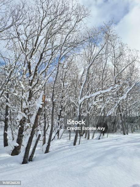 Snow Trees Stock Photo - Download Image Now - Beauty In Nature, Cold Temperature, Color Image