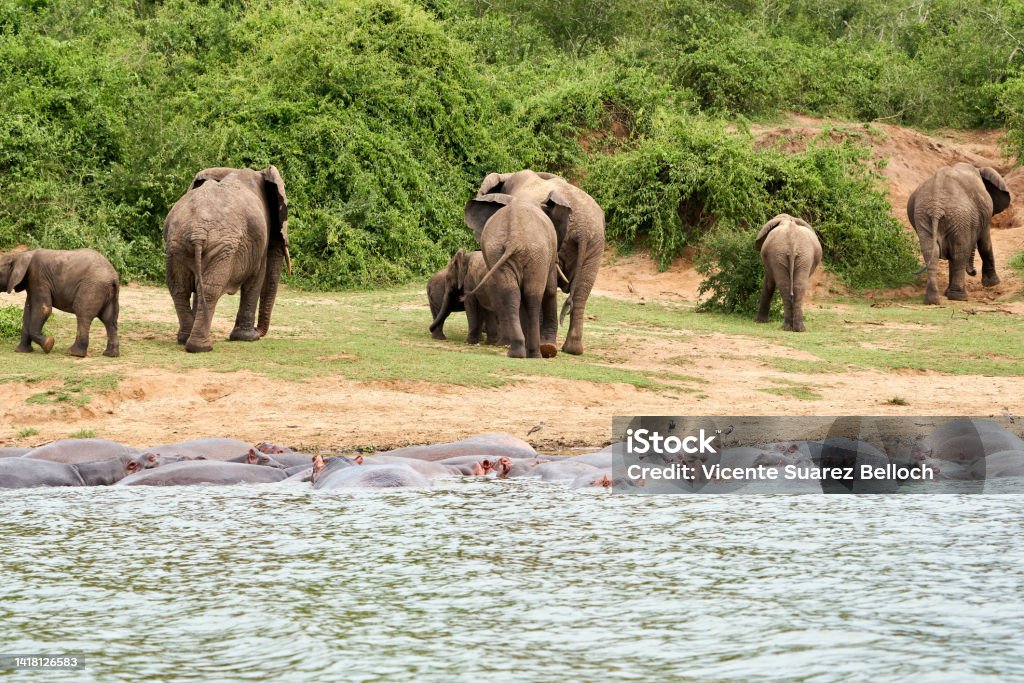 Beautiful family of elephants walk along the bank of the kazinga canal with hippos inside the water and the vegetation of the queen elizabeth national park in Uganda elephant family approaching kazinga channel, playing and drinking before heading back inside queen elizabeth national park in uganda Africa Stock Photo