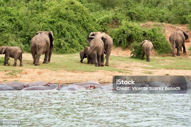 Beautiful Family Of Elephants Walk Along The Bank Of The Kazinga Canal With Hippos Inside The Water And The Vegetation Of The Queen Elizabeth National Park In Uganda Stock Photo - Download Image Now