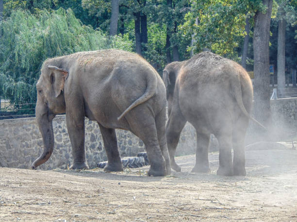 istock two asian elephants at the zoo 1418126614
