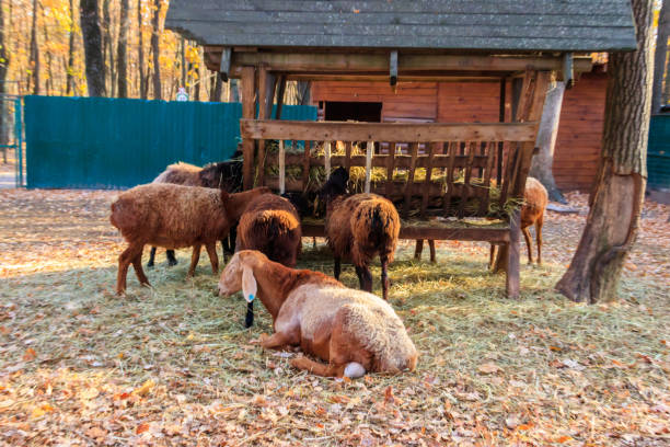 istock Sheep eating hay from the animal feeder in a paddock 1418134015
