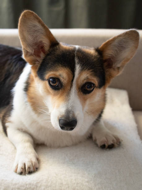 istock Calm corgi dog on a sofa 1418134246