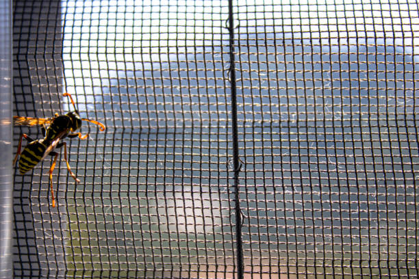 istock Bee. Fly wire and bee. wild hornet 1418135954