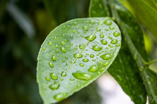 istock Green lemon leaf with accumulated raindrops. 1418136085