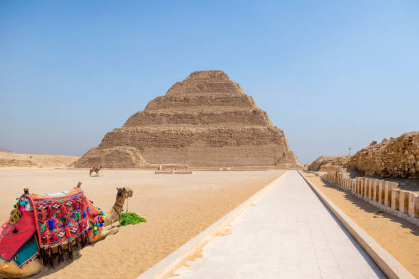 cammelli alla piramide a gradoni, sakkara, egitto - egypt camel pyramid shape pyramid foto e immagini stock