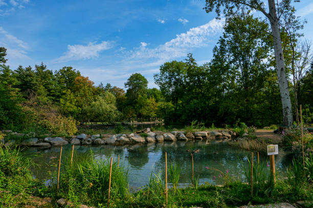 Pond, water covered with green algae. Beautiful natural scene.