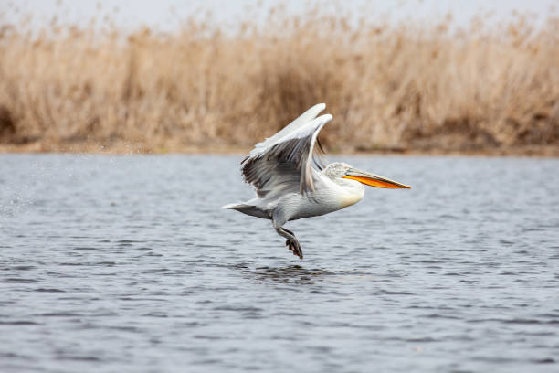 istock Dalmatian Pelican jumps before take off 1418137963