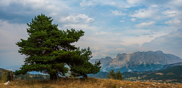 Lone pine tree with mountains in the background, taken from the col de Festre ,Devoluy Hautes alpes ,France , adventure and travel destination .