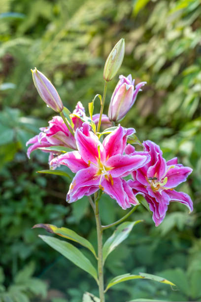 istock Scented pollen-free double lilies in garden with green background 1418139241