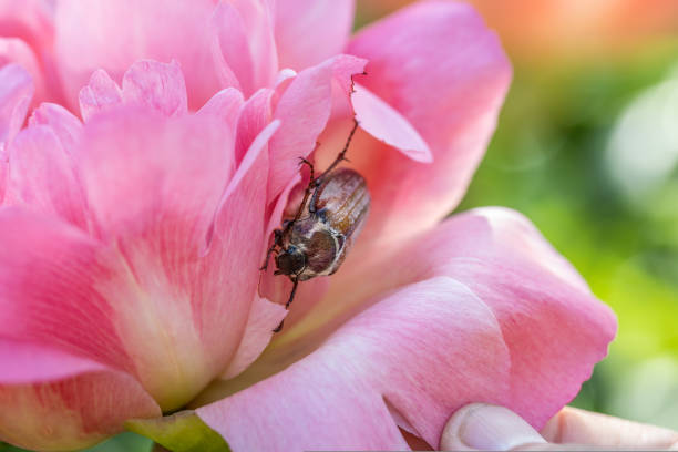 Cockchafer Melolontha May Beetle Bug Insect Macro Portrait. High quality photo
