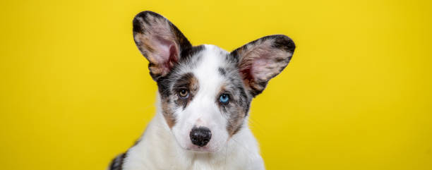 istock Marble color Welsh corgi puppy in studio 1418142577