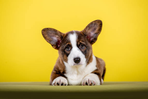 istock Welsh corgi puppy in studio 1418142793