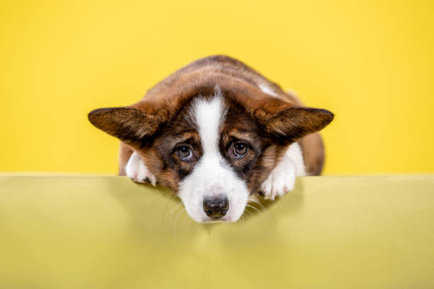 istock Welsh corgi puppy in studio 1418142833