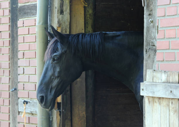 istock A black horse in its stable. His head is outside. 1418142969