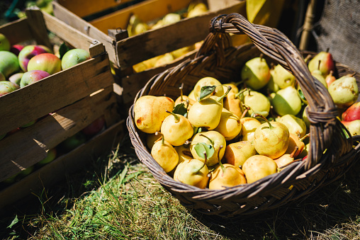 Fresh pears in a basket. Bio vegan food.