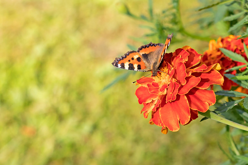 On the inflorescence of a marigold flower sits a day butterfly urticaria, blurred background.