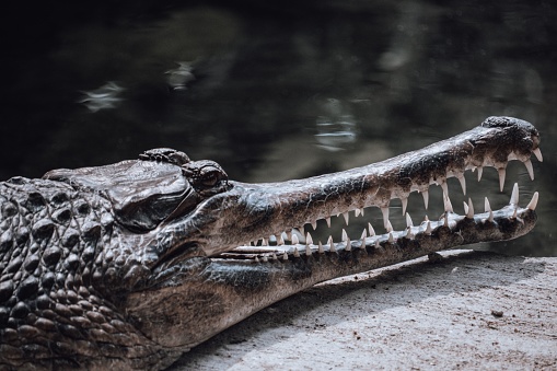 A closeup of a false gharial (Tomistoma schlegelii)