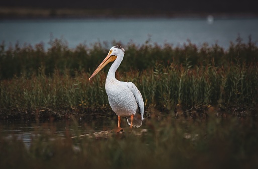 A closeup shot of an American white pelican near the water