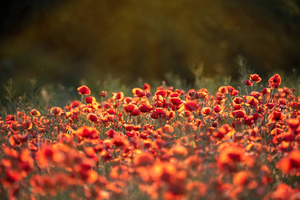 istock Poppy Field at Sunset in the Danish Countryside 1418146727