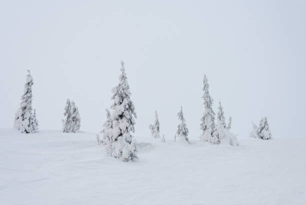 istock Snow-covered firs on a snowy mountainside. 1418147666