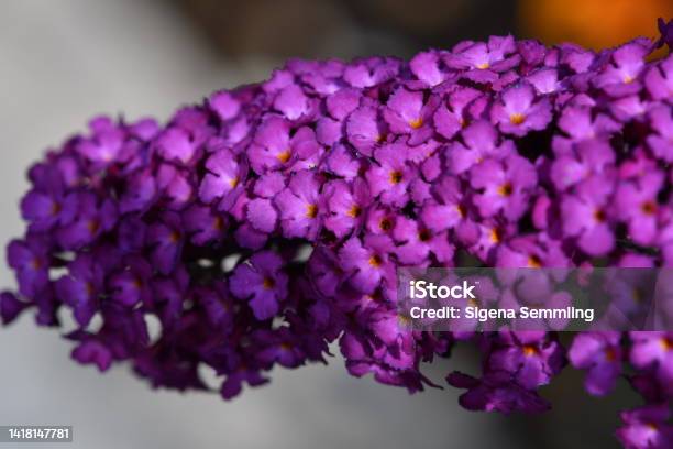 Macro Of A Buddleja Stock Photo - Download Image Now - Animal Body Part, Backgrounds, Beauty