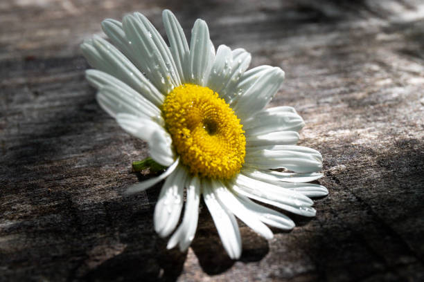 istock Daisy chamomile flowers on wooden background. View with copy space 1418147815