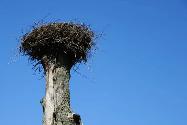 Photo of An empty stork nest against a blue sky awaiting the arrival of storks in spring.