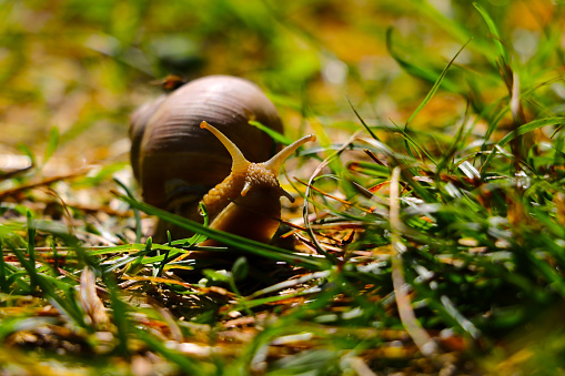 Big snail, lymnaeidae after rain on a grass. Close up