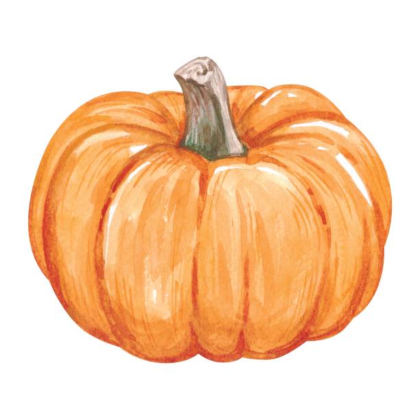 ilustraciones, imágenes clip art, dibujos animados e iconos de stock de acuarela calabaza de otoño - october vegeterian food vegetable