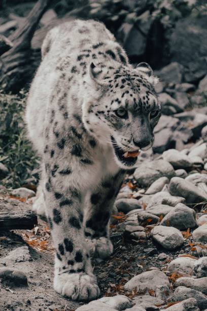 istock Vertical shot of a snow leopard (Panthera uncia) 1418148560