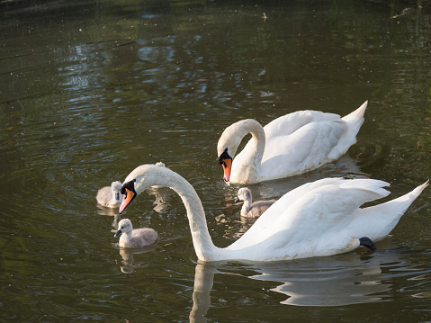 A large flock of graceful white swans swims in the lake, swans in the wild. The mute swan, latin name Cygnus olor.