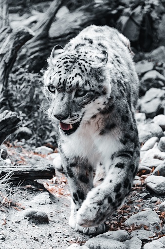 A vertical grayscale shot of a snow leopard (Panthera uncia), a vulnerable species