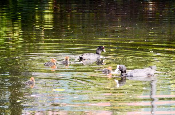 istock Duck Swimming , digital photo image 1418149989