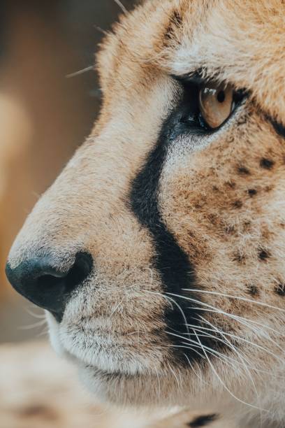 istock Vertical closeup of a cheetah's face (Acinonyx jubatus) 1418150237