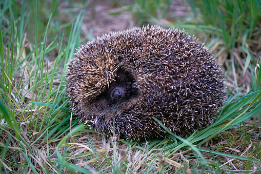 little hedgehog in the grass