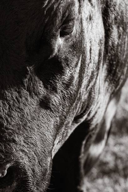 istock Vertical greyscale portrait of a bull 1418153321
