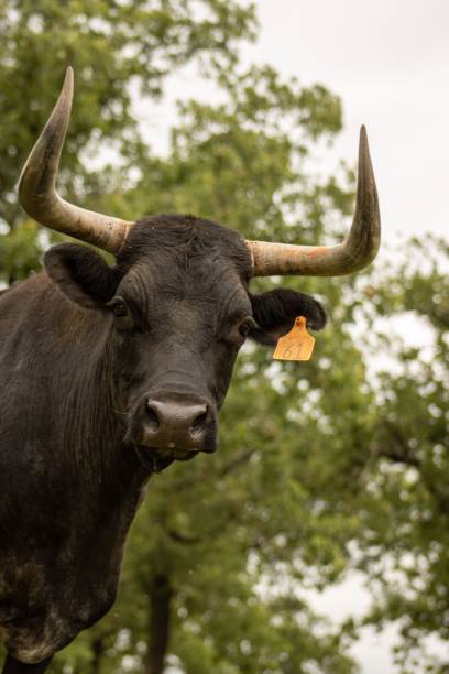 istock Vertical portrait of a brown bull 1418153323